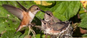 Rufous Hummingbird