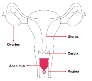 Menstrual Cup