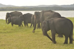 Habarana Jeep Safari
