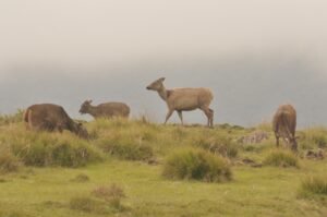 Thulana Travel to Sandathenna