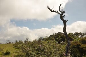 Thulana Travel to Sandathenna