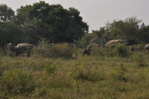 Thulana Travel Thoppigala