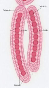 meningitis