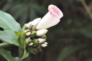 thulana-travel-to-kobeithuragala