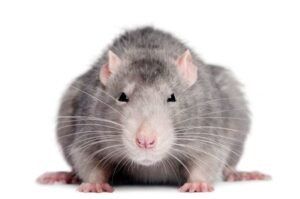 Beware of Rat-Bite Fever (RBF)