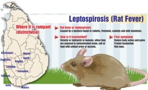 Beware of Rat-Bite Fever (RBF)