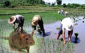 Rat Fever