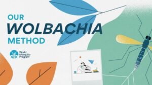 Wolbachia