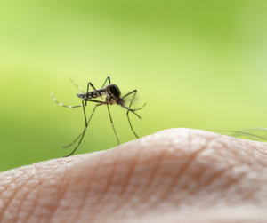 Wolbachia