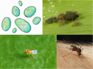 Wolbachia