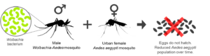 Wolbachia