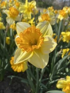 Mogra and Daffodils