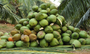 Coconut cultivation