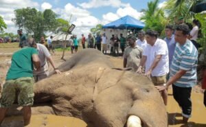 Death of the Kavantissa elephant
