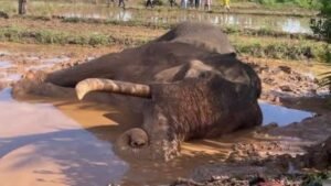 Death of the Kavantissa elephant