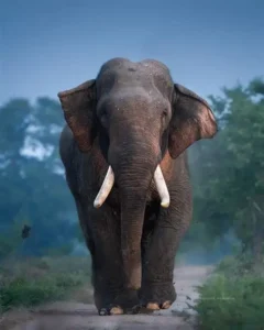 Death of the Kavantissa elephant